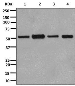 Western blot - Anti-alpha Tubulin antibody [EPR13478(B)] - Loading Control (AB176560), expandable thumbnail