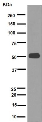 Western blot - Anti-alpha Tubulin antibody [EPR13478(B)] - Loading Control (AB176560), expandable thumbnail