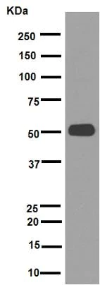 Western blot - Anti-alpha Tubulin antibody [EPR13478(B)] - Loading Control (AB176560)