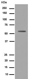 Western blot - Anti-alpha Tubulin antibody [EPR13799] - BSA and Azide free (AB232651), expandable thumbnail