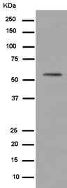 Western blot - Anti-alpha Tubulin antibody [EPR13799] - Loading Control (AB184970)