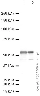 Western blot - Anti-alpha Tubulin antibody - Loading Control (AB15246)