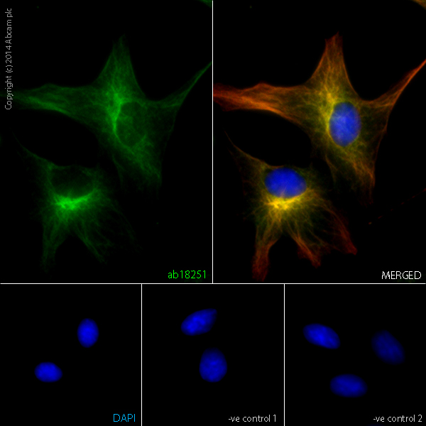 Immunocytochemistry/ Immunofluorescence - Anti-alpha Tubulin antibody - Loading Control (ab18251), expandable thumbnail