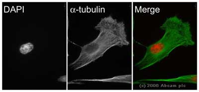 Immunocytochemistry/ Immunofluorescence - Anti-alpha Tubulin antibody - Loading Control (ab18251), expandable thumbnail