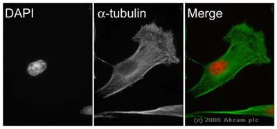 Immunocytochemistry/ Immunofluorescence - Anti-alpha Tubulin antibody - Loading Control (AB18251)