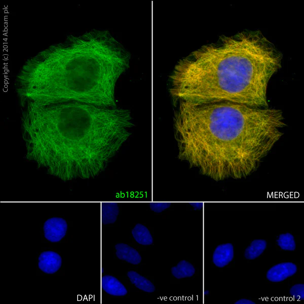 Immunocytochemistry/ Immunofluorescence - Anti-alpha Tubulin antibody - Loading Control (AB18251)
