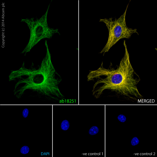 Immunocytochemistry/ Immunofluorescence - Anti-alpha Tubulin antibody - Loading Control (ab18251), expandable thumbnail