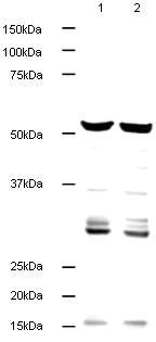 Western blot - Anti-alpha Tubulin antibody - Loading Control (AB18251)