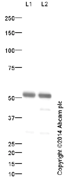 Western blot - Anti-alpha Tubulin antibody - Loading Control (AB18251)