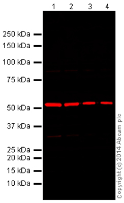 Western blot - Anti-alpha Tubulin antibody - Loading Control (AB18251), expandable thumbnail