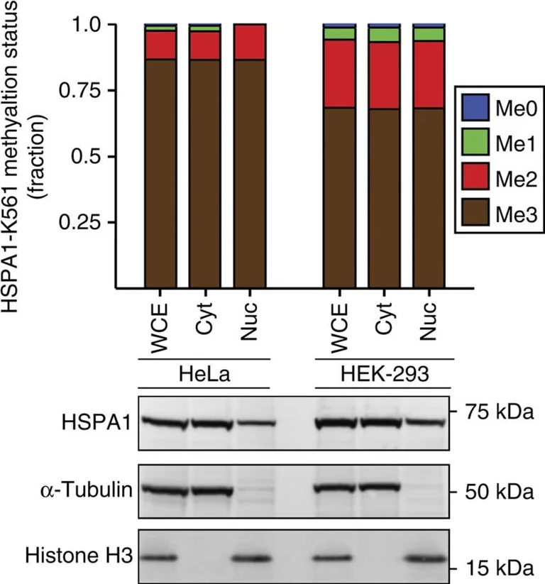 Western blot - Anti-alpha Tubulin antibody - Loading Control (AB4074)