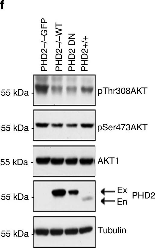 Western blot - Anti-alpha Tubulin antibody - Loading Control (AB4074)