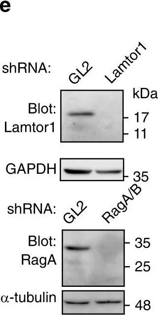 Western blot - Anti-alpha Tubulin antibody - Loading Control (AB4074)