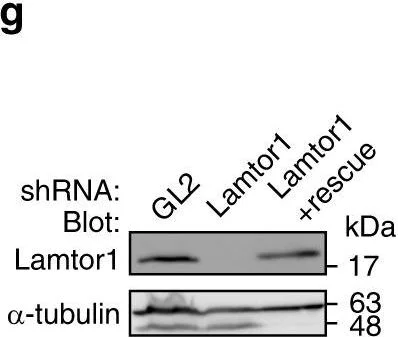 Western blot - Anti-alpha Tubulin antibody - Loading Control (AB4074)