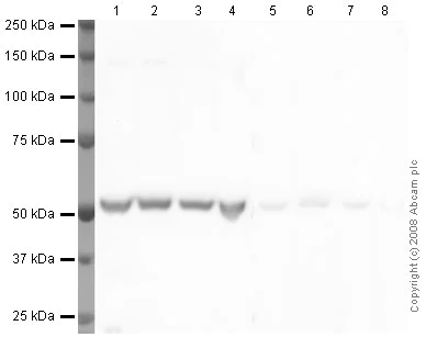 Western blot - Anti-alpha Tubulin antibody - Loading Control (AB4074)