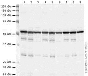 Western blot - Anti-alpha Tubulin antibody - Microtubule Marker (AB15246), expandable thumbnail
