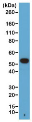 Western blot - Anti-alpha Tubulin antibody [RM113] - C-terminal - Loading Control (AB190471), expandable thumbnail