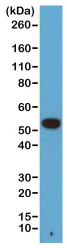 Western blot - Anti-alpha Tubulin antibody [RM113] - C-terminal - Loading Control (AB190471)