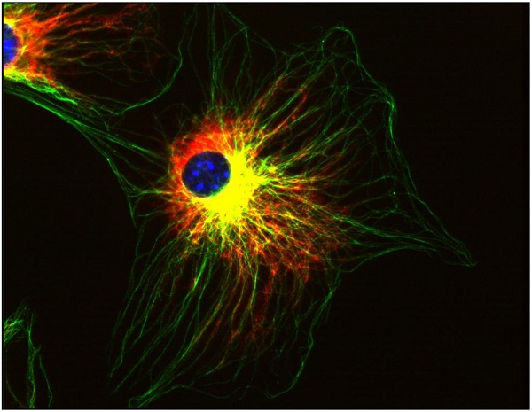 Immunocytochemistry/ Immunofluorescence - Anti-alpha Tubulin antibody [TU-01] (AB7750), expandable thumbnail