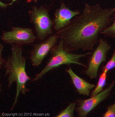 Immunocytochemistry/ Immunofluorescence - Anti-alpha Tubulin antibody [TU-01] (AB7750), expandable thumbnail