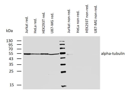 Western blot - Anti-alpha Tubulin antibody [TU-01] (AB7750), expandable thumbnail