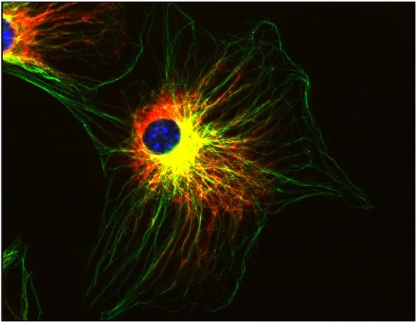 Immunocytochemistry/ Immunofluorescence - Anti-alpha Tubulin antibody [TU-01] - Loading Control (AB7750)