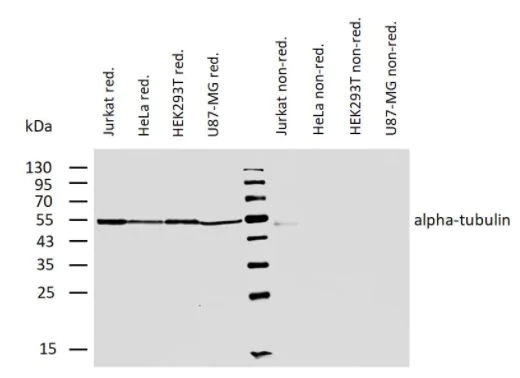 Western blot - Anti-alpha Tubulin antibody [TU-01] - Loading Control (AB7750)