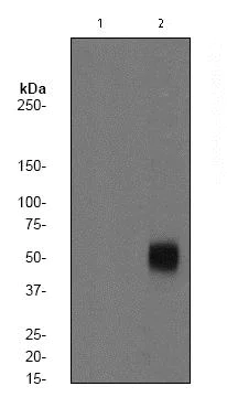 Western blot - Anti-alpha Tubulin (phospho Y272) antibody [EP1334(2)Y] - BSA and Azide free (AB284756)