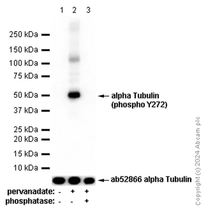Western blot - Anti-alpha Tubulin (phospho Y272) antibody [EP1334(2)Y] - BSA and Azide free (AB284756)