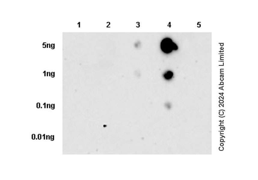 Dot Blot - Anti-alpha Tubulin (tri methyl K40) antibody [18-6] (AB208330), expandable thumbnail