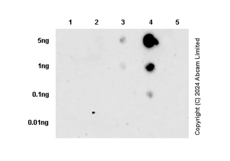 Dot Blot - Anti-alpha Tubulin (tri methyl K40) antibody [18-6] - BSA and Azide free (AB324758)