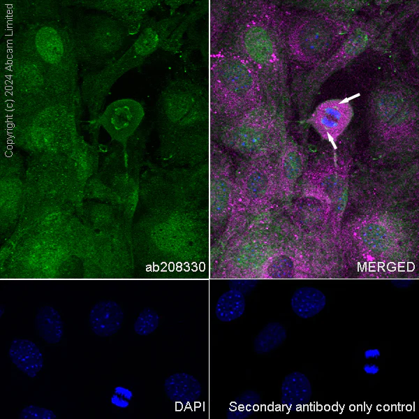 Immunocytochemistry/ Immunofluorescence - Anti-alpha Tubulin (tri methyl K40) antibody [18-6] - BSA and Azide free (AB324758)
