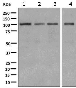 Western blot - Anti-Alpha1-adaptin antibody [EPR7572] - BSA and Azide free (AB249038), expandable thumbnail