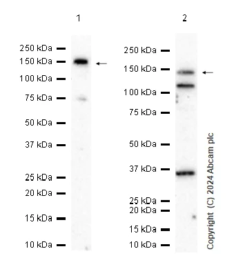 Western blot - Anti-ALPK1 antibody [EPR20911-169] - BSA and Azide free (AB280366)
