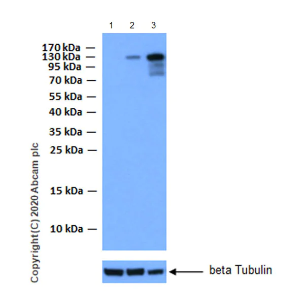 Western blot - Anti-ALPK1 antibody [EPR20911-169] - BSA and Azide free (AB280366)