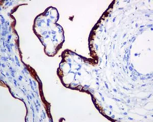 Immunohistochemistry (Formalin/PFA-fixed paraffin-embedded sections) - Anti-ALPP+ALPG+ALPI antibody [EPR6141] - BSA and Azide free (AB220315)