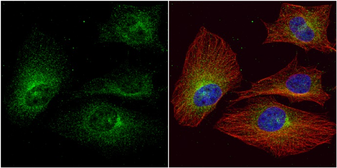 Immunocytochemistry/ Immunofluorescence - Anti-ALPPL2 antibody (AB96497), expandable thumbnail