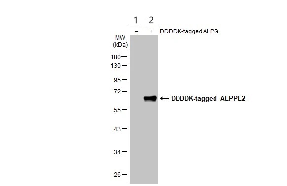 Western blot - Anti-ALPPL2 antibody (AB96497), expandable thumbnail