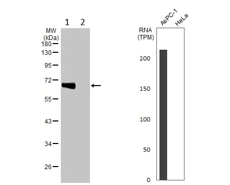 Western blot - Anti-ALPPL2 antibody (AB96497)