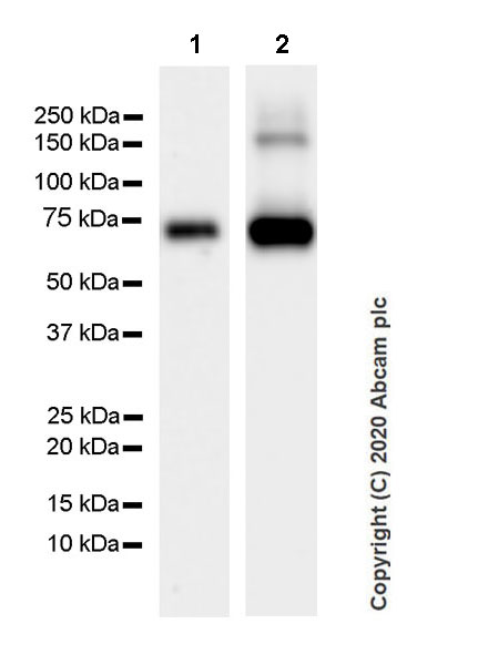 Western blot - Anti-ALPPL2 antibody [EPR20905-21] (AB235581), expandable thumbnail