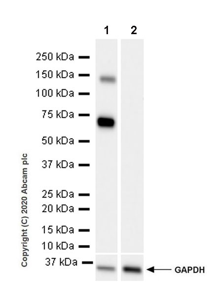 Western blot - Anti-ALPPL2 antibody [EPR20905-21] (AB235581), expandable thumbnail