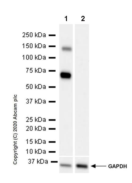Western blot - Anti-ALPPL2 antibody [EPR20905-21] - BSA and Azide free (AB269957)