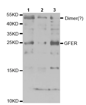 Western blot - Anti-ALR/HPO antibody (AB196498)