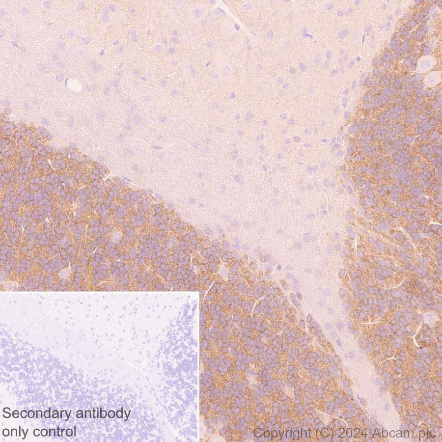Immunohistochemistry (Formalin/PFA-fixed paraffin-embedded sections) - Anti-Als2 antibody [EPR27469-29] - BSA and Azide free (AB316196), expandable thumbnail