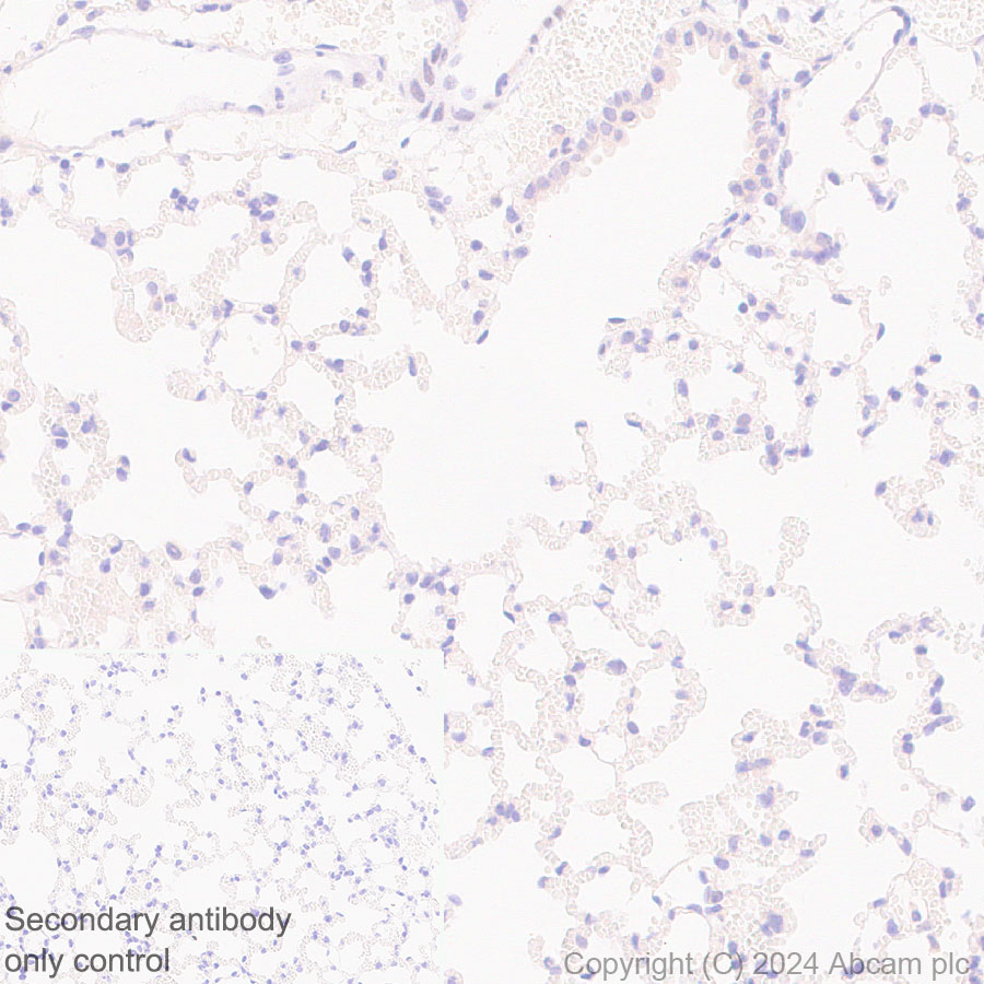 Immunohistochemistry (Formalin/PFA-fixed paraffin-embedded sections) - Anti-Als2 antibody [EPR27469-29] - BSA and Azide free (AB316196), expandable thumbnail