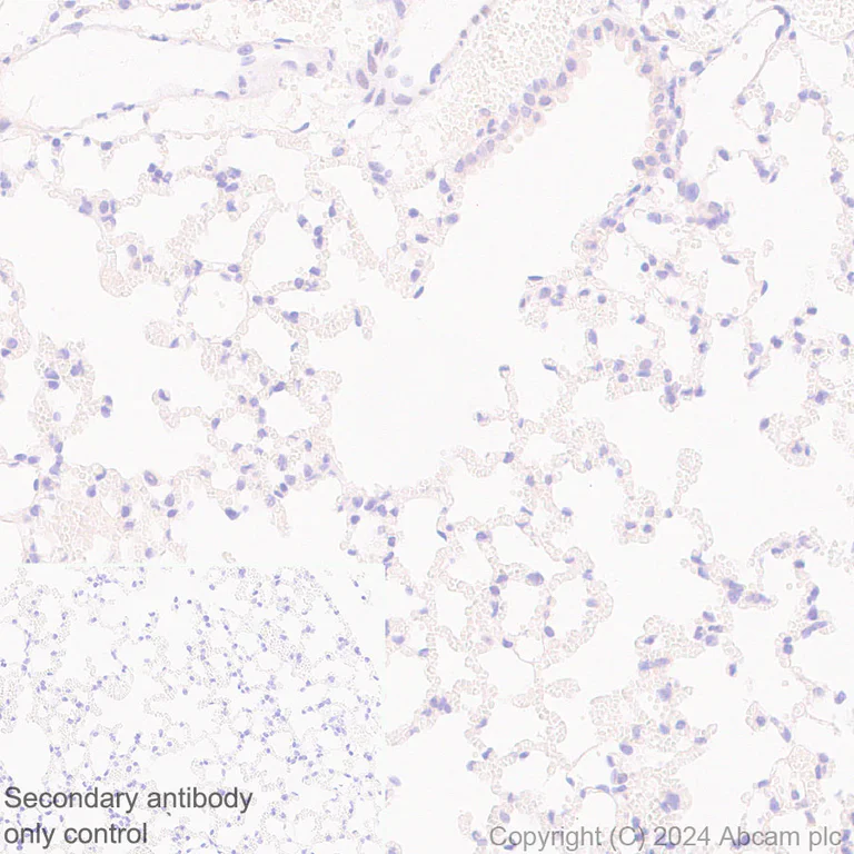 Immunohistochemistry (Formalin/PFA-fixed paraffin-embedded sections) - Anti-Als2 antibody [EPR27469-29] - BSA and Azide free (AB316196)