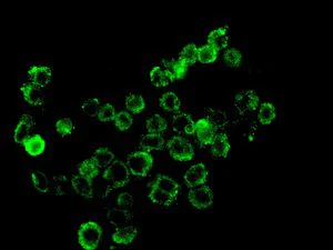 Immunocytochemistry/ Immunofluorescence - Anti-ALS2CR1 antibody [EPR9335] - BSA and Azide free (AB248781)