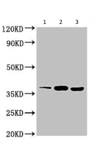 Western blot - Anti-Alx1 antibody (AB234726)