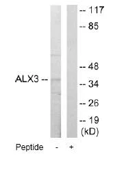 Western blot - Anti-ALX3 antibody (AB64985)