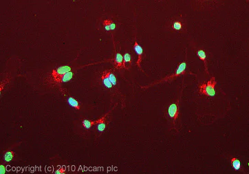 Immunocytochemistry - Anti-Aly/Ref antibody [11G5] (AB6141)